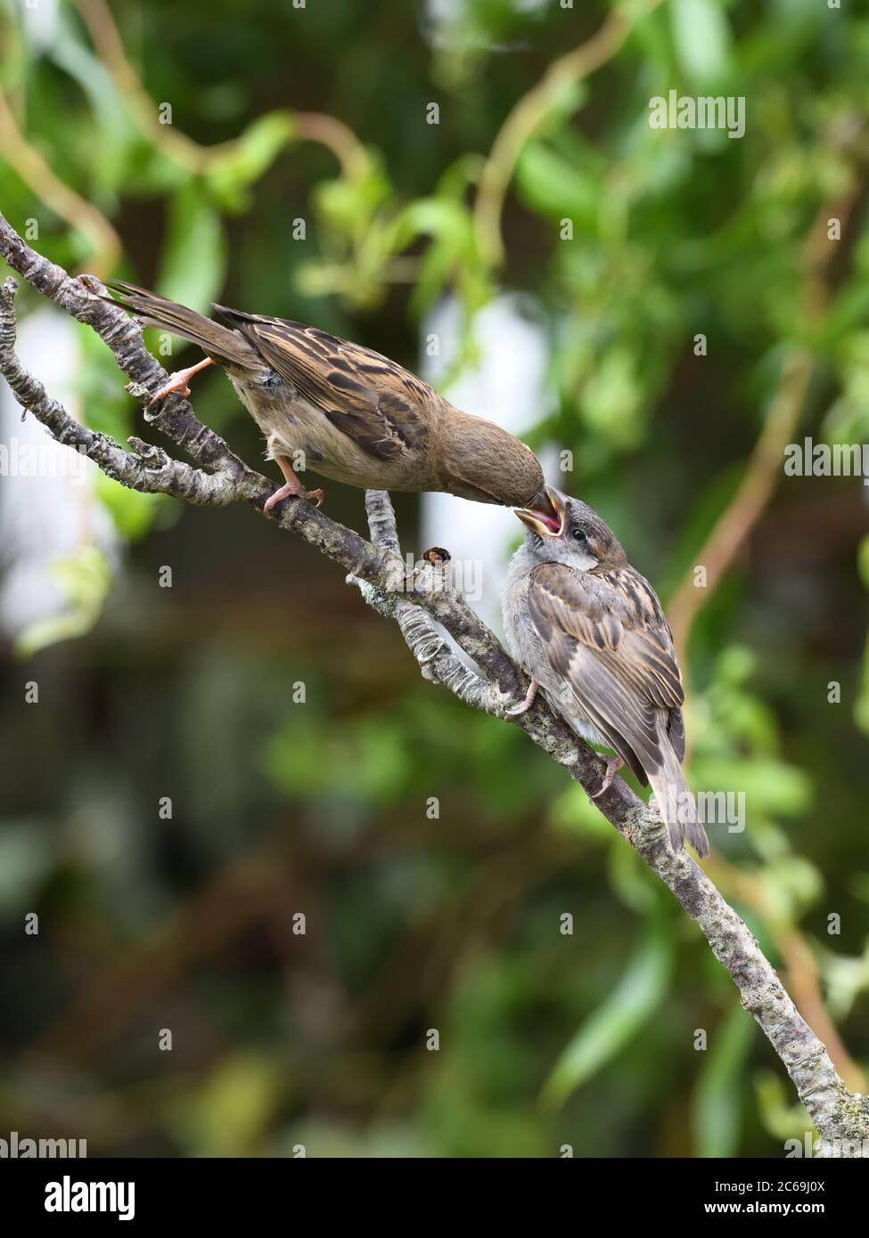 Eine weibliche Haussparrow (Passer domesticus) Fütterung eines unreifen, Baby, Jungling in einem heimischen Garten in Schottland, Großbritannien, Europa Stockfoto