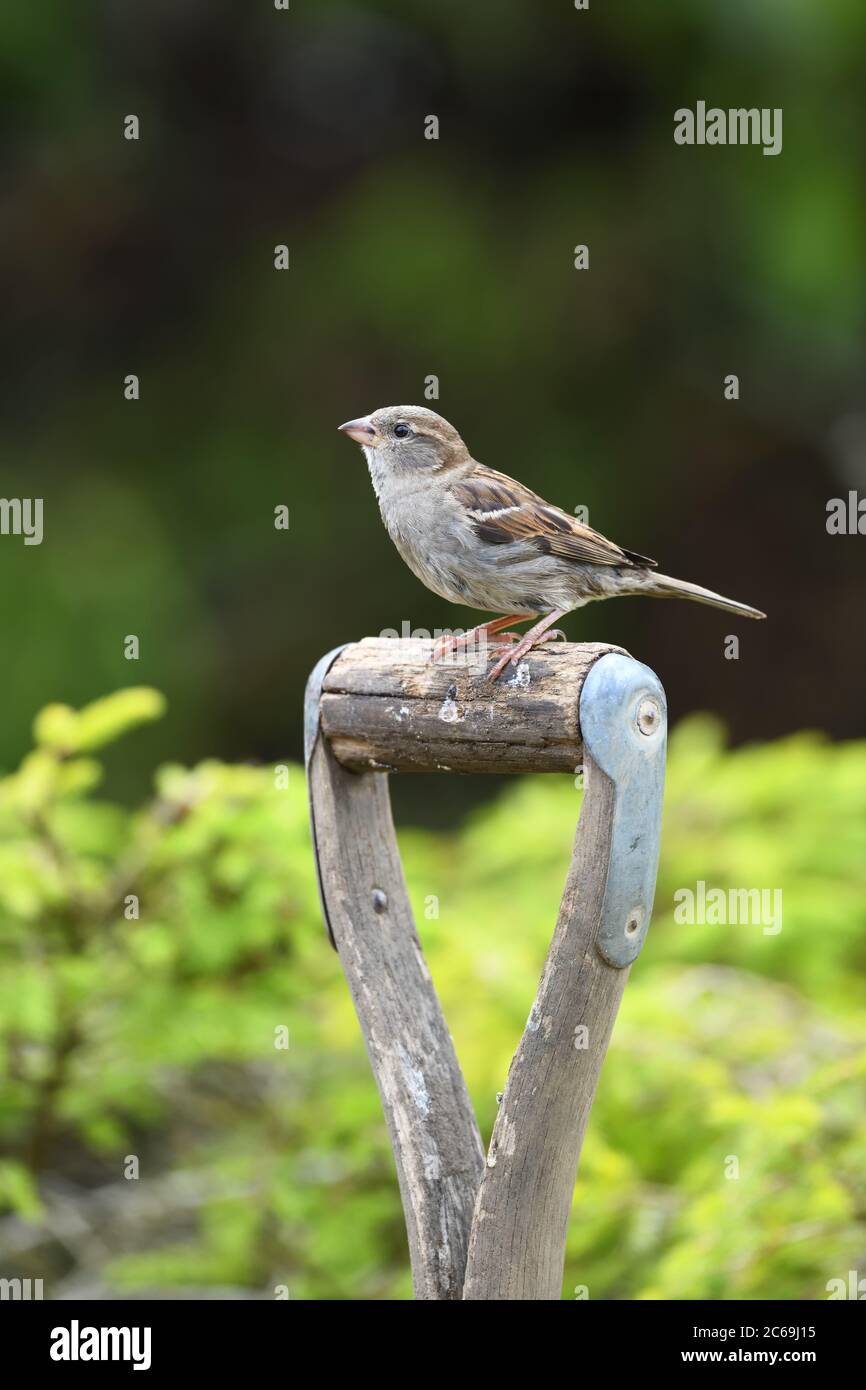 Eine weibliche Haussparrow (Passer domesticus) sitzt auf Holzgriff von Gartengabel in Schottland, Großbritannien, Europa Stockfoto