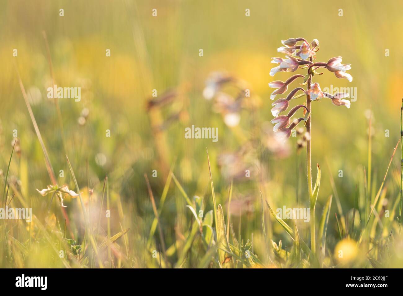 Blumen auf holländischer Wiese mit Hintergrundbeleuchtung. Stockfoto