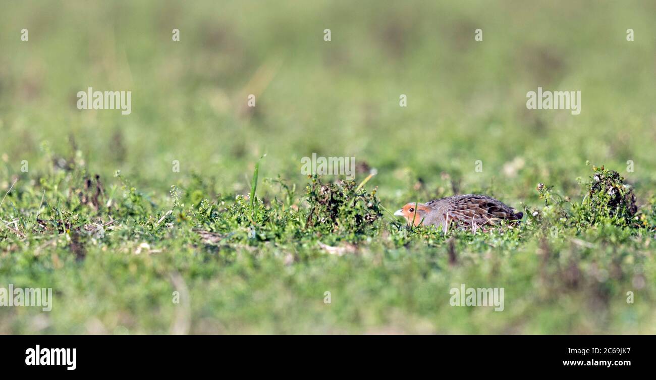 Adult Grey Rebhuhn (Perdix perdix) auf den Boden gepresst für mögliche Gefahr. Stockfoto