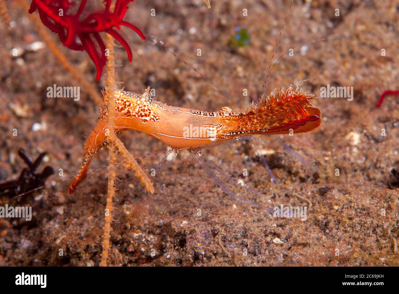 Die Steingarnelen, Leander plumosus, sind auch als die Langnasengarnelen und die Donald Duck Shrimp, Bali, Indonesien, bekannt. Stockfoto