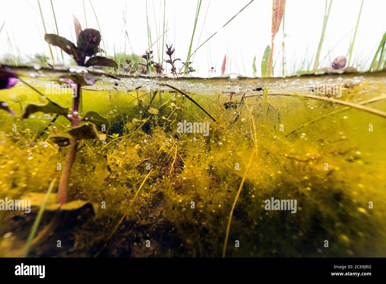 Unterwasseransicht des Kanallebens auf holländischer Wiese. Stockfoto