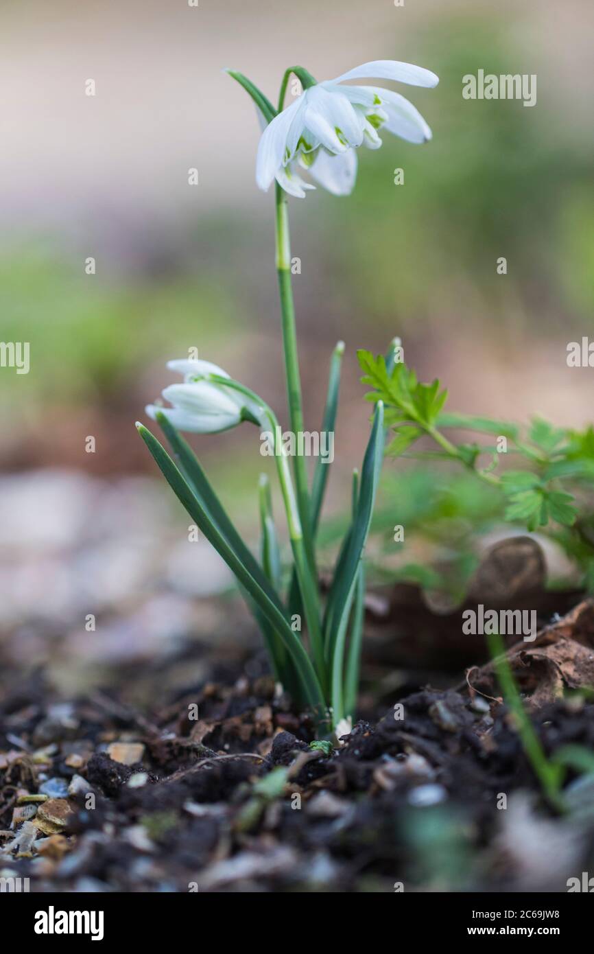 Doppelblühender Schneeglöckchen (Galanthus nivalis 'Flore Pleno', Galanthus nivalis Flore Pleno), blühend, Sorte Flore Pleno, Niederlande, Frisia Stockfoto