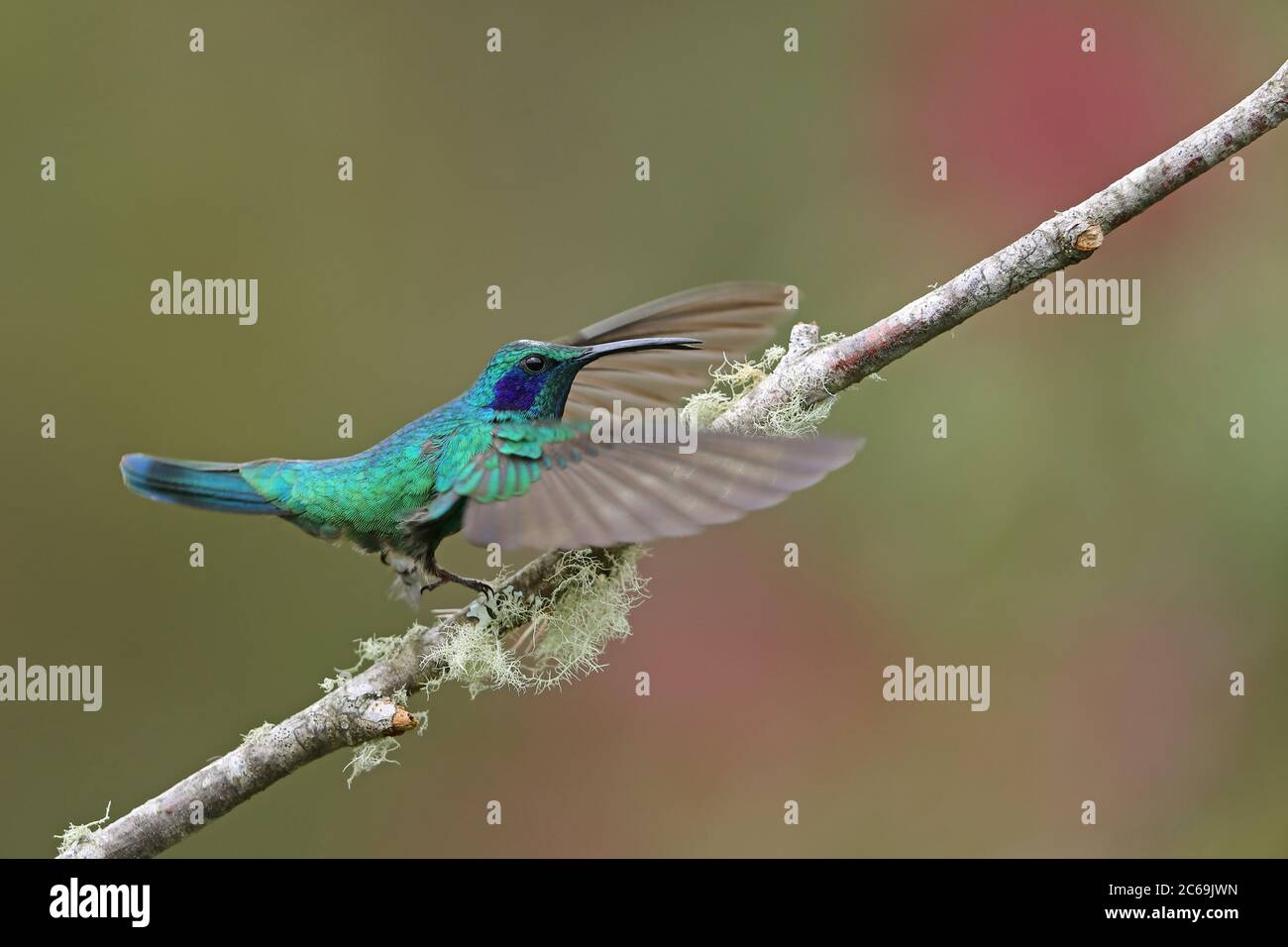 Kleine Veilchenschar (Colibri cyanotus), Landung auf einem Zweig, Seitenansicht, Costa Rica, Los Quetzales Nationalpark Stockfoto