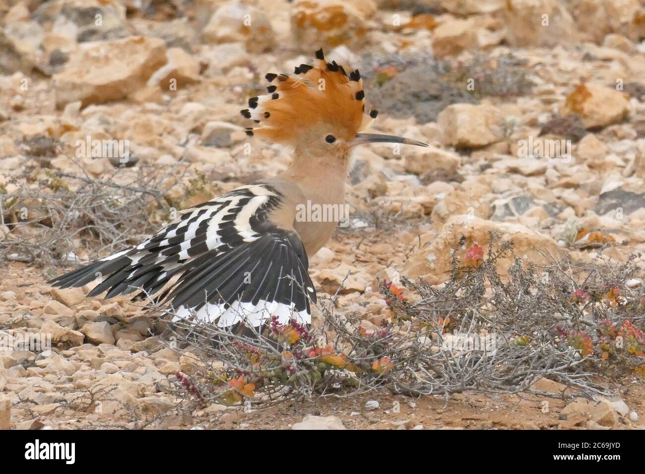 Wiedehopf (Upupa epops), auf dem Boden mit aufrichtenem Kamm und ausgestreckten Flügeln, Seitenansicht, Kanarische Inseln, Fuerteventura Stockfoto