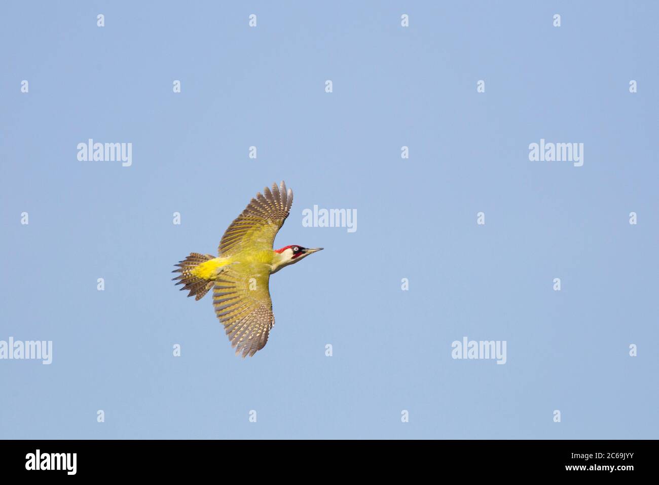 Grünspecht (Picus viridis), erwachsener Rüde auf dem Flug über Bergerheide in Limburg, Niederlande Stockfoto