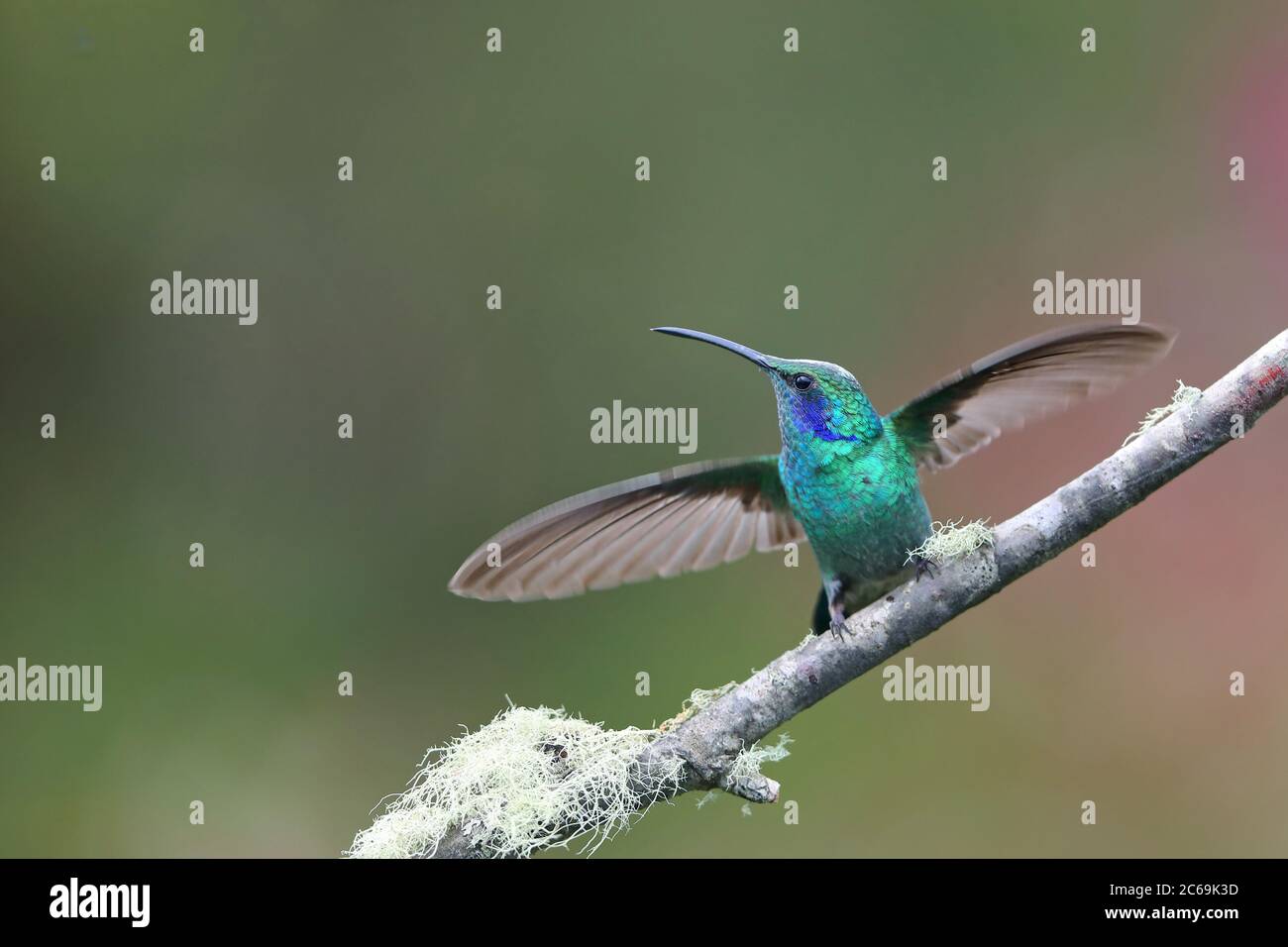 Kleiner Veilchenohr (Colibri cyanotus), mit ausgestreckten Flügeln an einem Zweig, Costa Rica, Los Quetzales Nationalpark Stockfoto