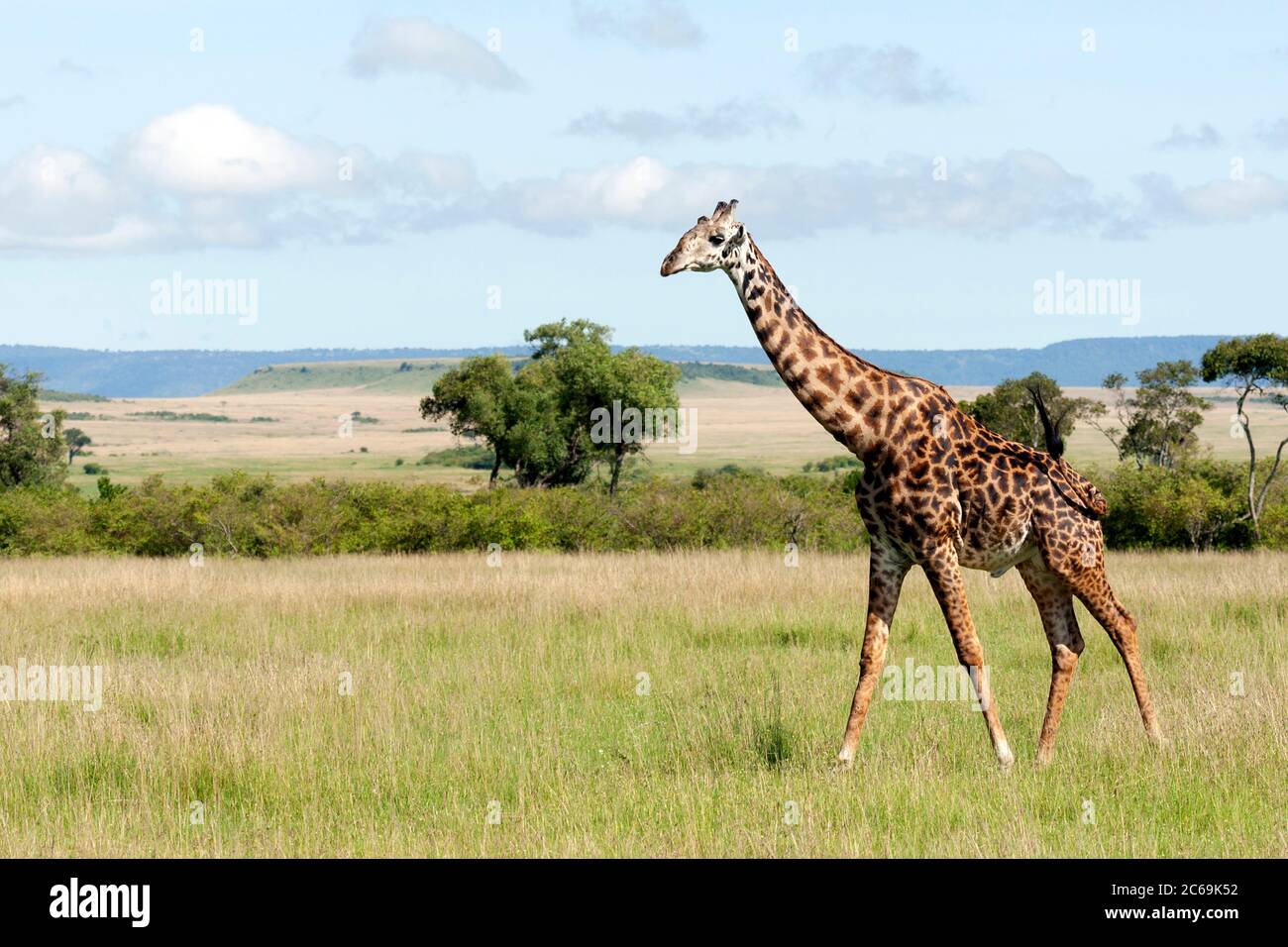 Giraffe (Giraffa camelopardalis), Stier auf Gras, Seitenansicht, Kenia, Masai Mara Nationalpark Stockfoto