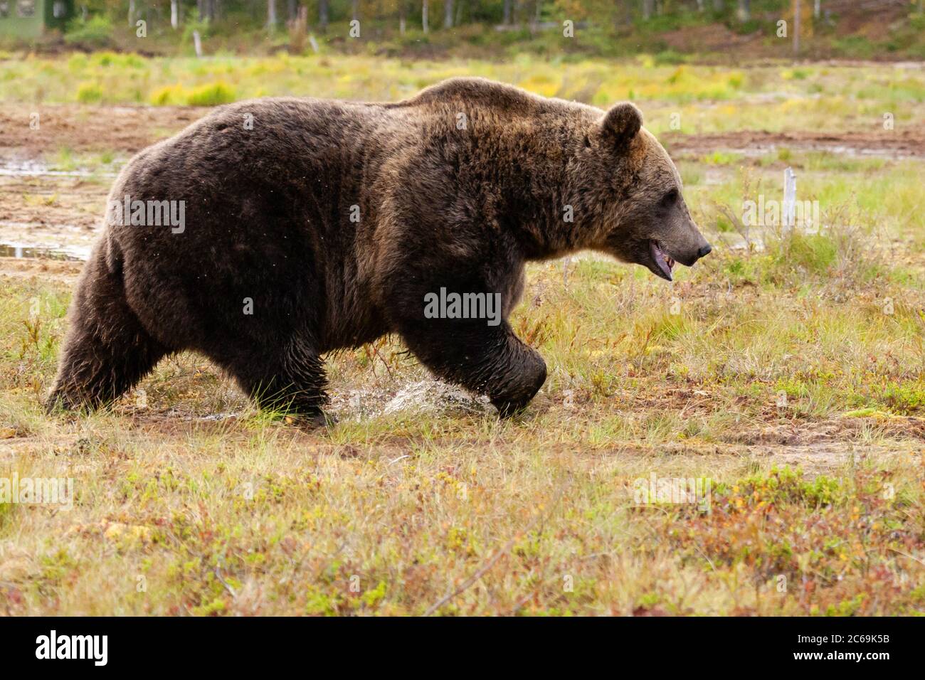 Europäischer Braunbär (Ursus arctos arctos), auf einer nassen Lichtung unterwegs, Seitenansicht, Finnland Stockfoto