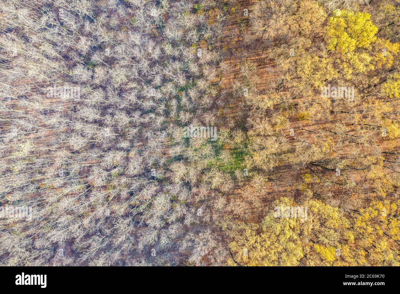 Trockene Herbstlandschaft, Luftbild von Feld und Wald, künstlerische Landschaft. Luftaufnahme von oben auf dem Feld im Herbst. Feldtextur im Herbst Stockfoto