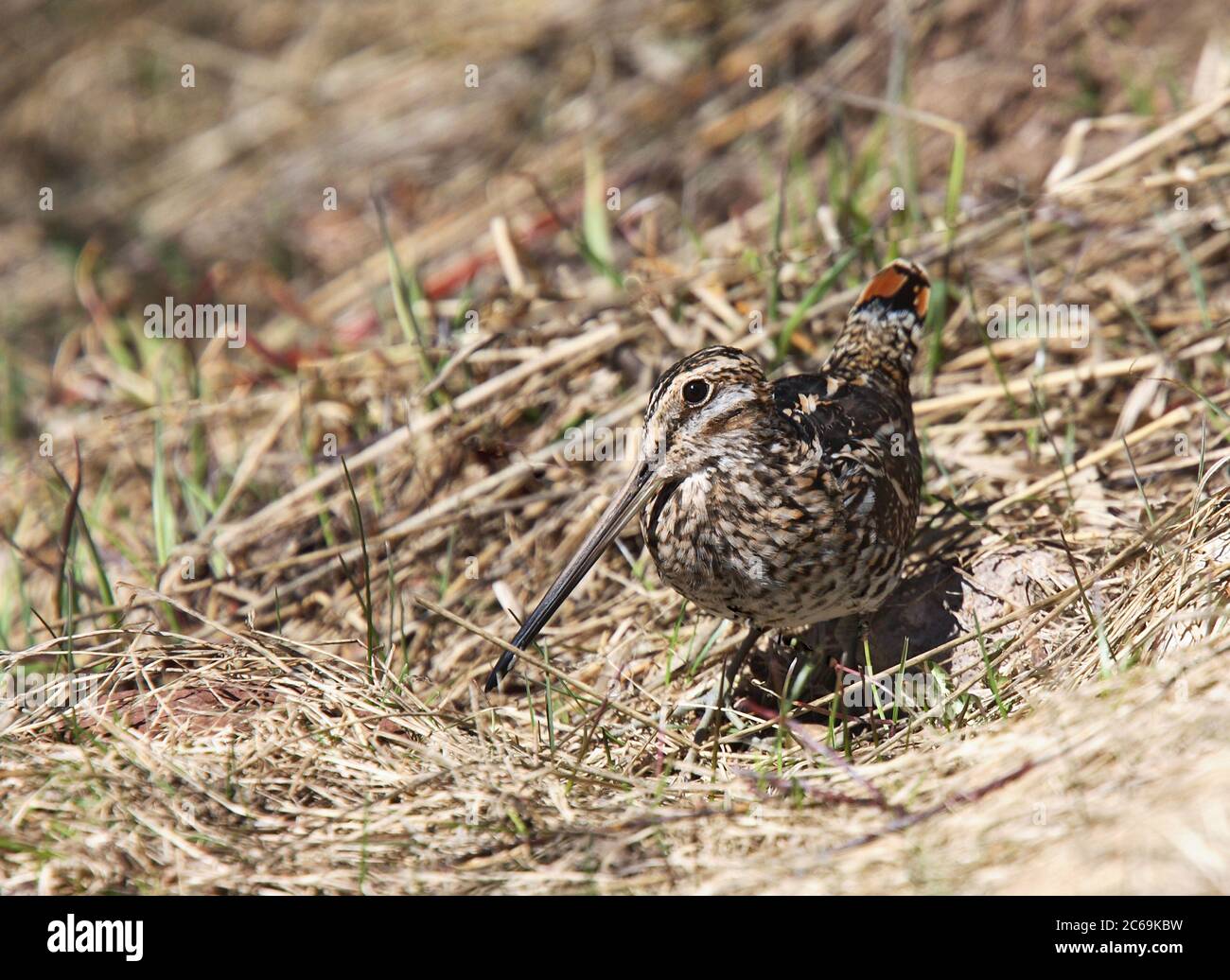 Wilsons Schnepfe (Gallinago delicata), auf dem Boden, Nordamerika Stockfoto