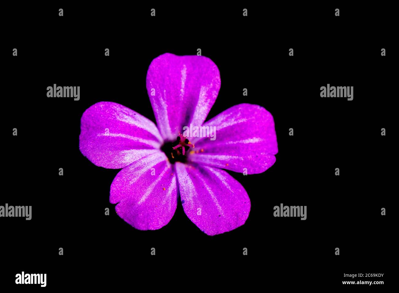 Herb Robert, Red Robin, Death Come Quickly, Robert Geranium (Geranium robertianum, Robertiella robertiana), Blume vor schwarzem Hintergrund, Niederlande Stockfoto