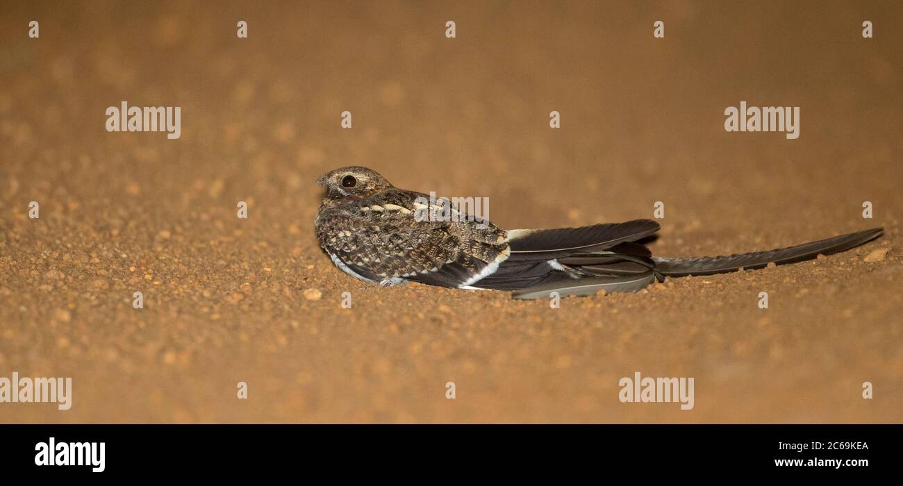 Pennant-geflügelte Nachtjar (Caprimulgus vexillarius), die sich am Straßenrand, Uganda, Murchison Falls National Park, befindet Stockfoto