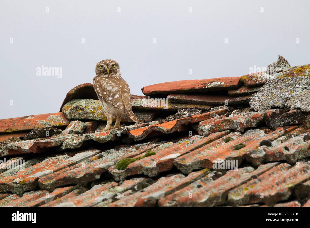 Kleine Eule (Athene noctua), auf einem alten Dach thront, Bulgarien Stockfoto
