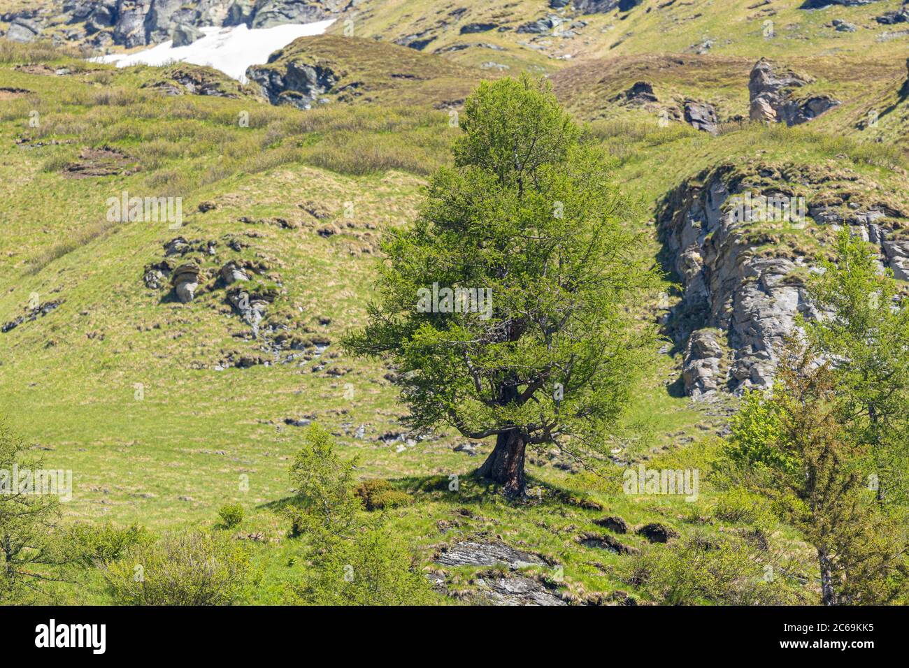 Gemeine Lärche, Europäische Lärche (Larix decidua, Larix europaea), großer Einzelbaum an der Baumgrenze, Österreich, Kärnten, Nationalpark hohe Tauern Stockfoto
