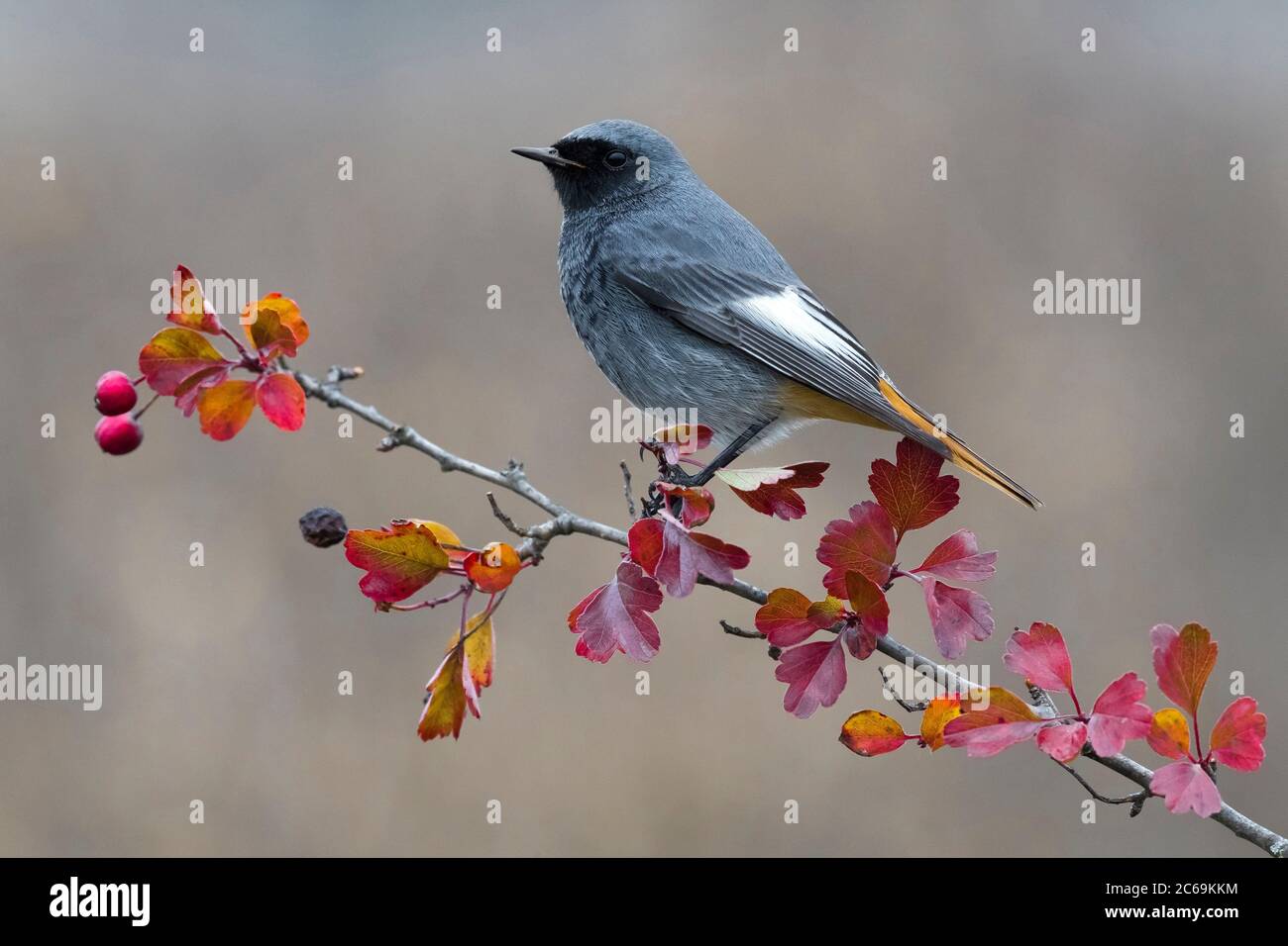 Gibraltar schwarzer Rottanz (Phoenicurus ochruros gibraltariensis, Phoenicurus gibraltariensis), Männchen auf einem Ast mit herbstlichen farbigen Blättern, Seitenansicht, Italien, Stagno di Peretola Stockfoto