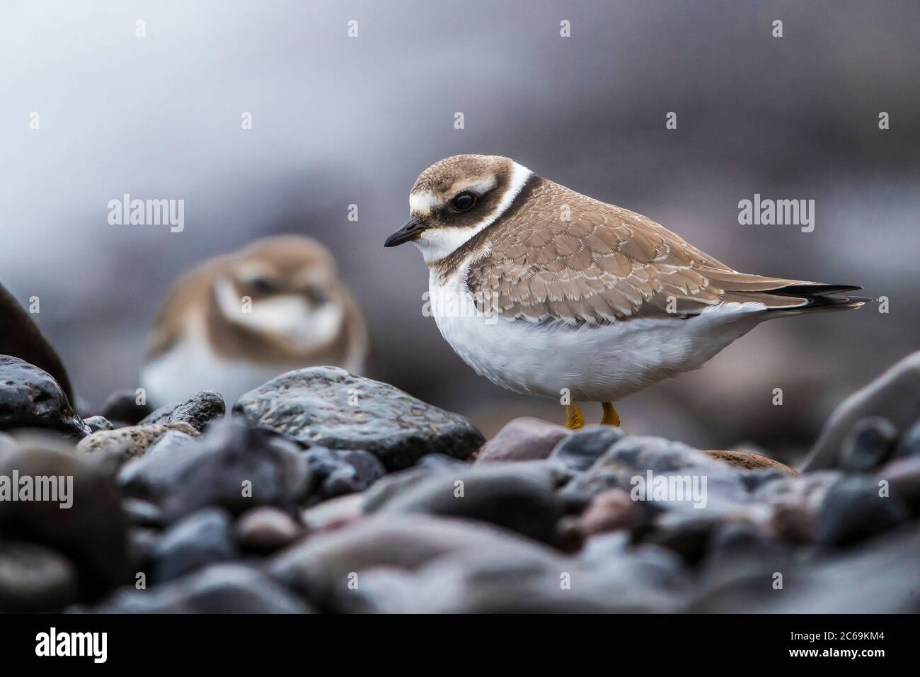 Ringelpfeifer (Charadrius hiaticula), an einem steinigen Ufer auf Nahrungssuche, Seitenansicht, Madeira Stockfoto