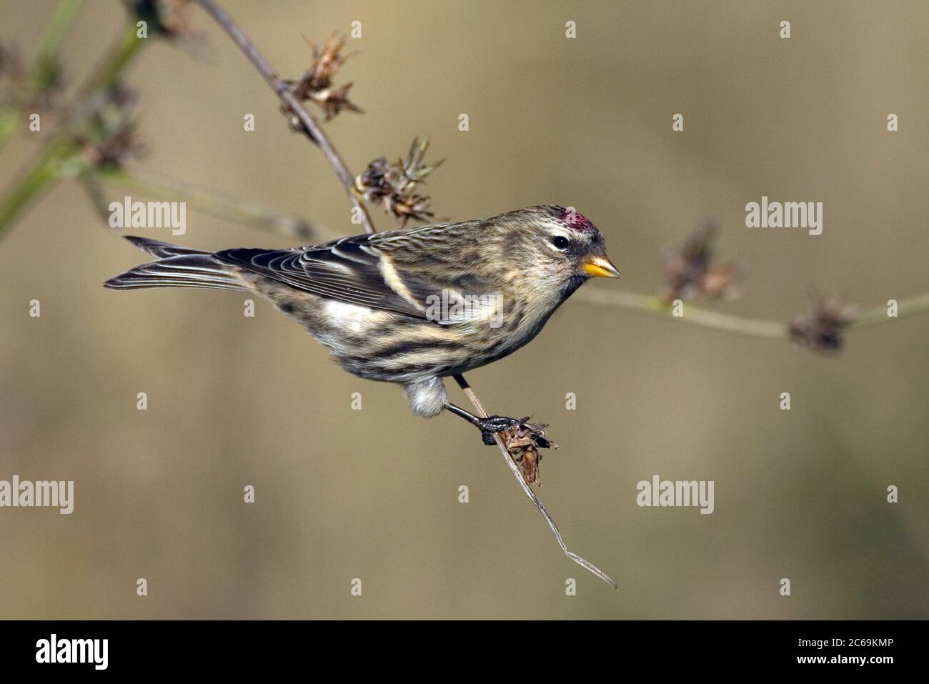 Rottenschurmchen, gemeiner Rottenschurmchen (Carduelis flammea Cabaret, Carduelis Cabaret), auf einem kleinen Zweig, Deutschland Stockfoto
