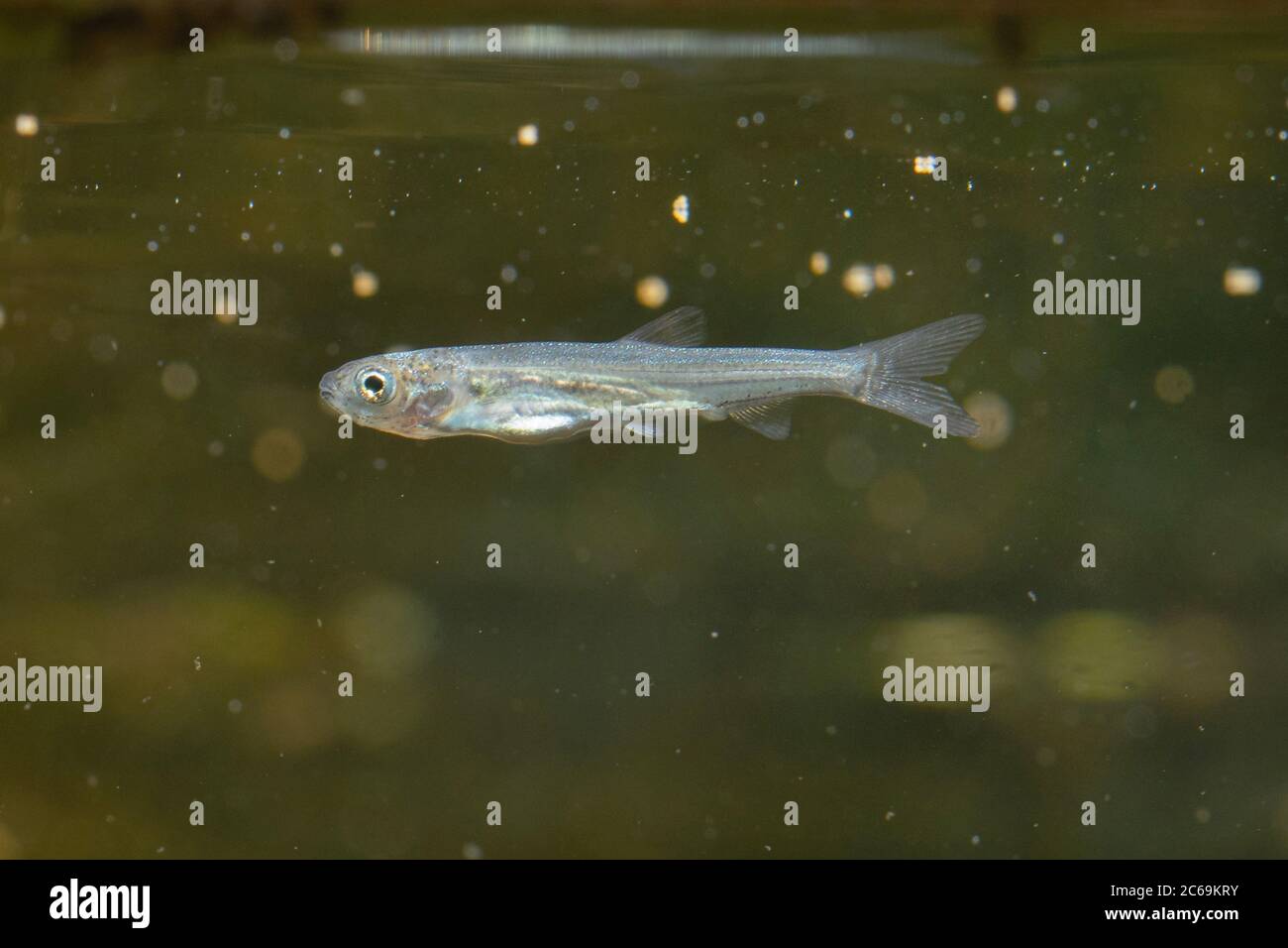 nase (Chondrostoma nasus), juvenile, laufende Skalenentwicklung, Deutschland Stockfoto