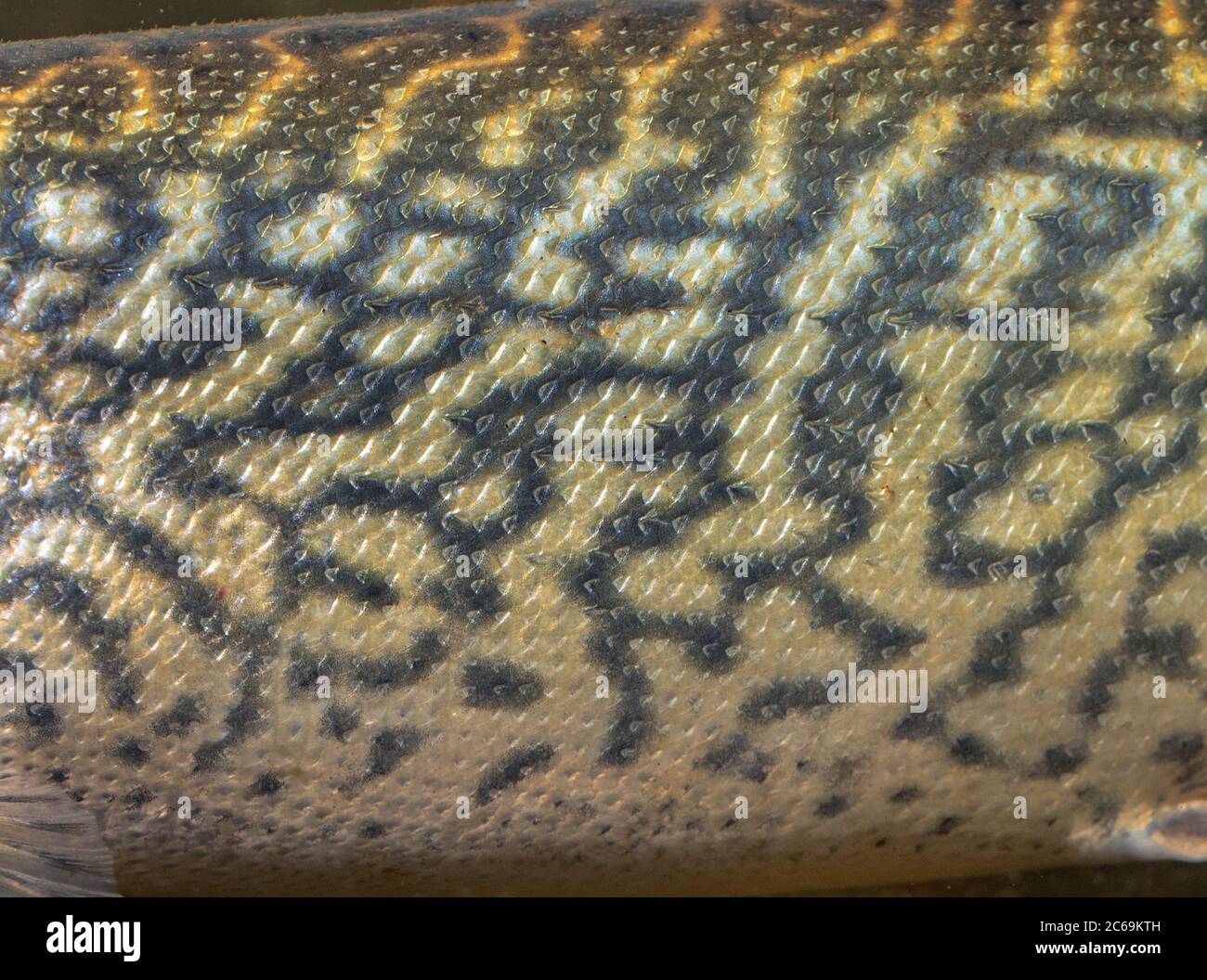 Südlicher Hecht (Esox cisalpinus), Deatil Schuppen und Muster Stockfoto