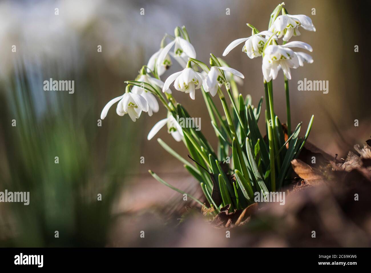 Doppelblühiger Schneeglöckchen (Galanthus nivalis 'Flore Pleno', Galanthus nivalis Flore Pleno), blühend auf einer Wiese, Sorte Flore Pleno, Niederlande, Friesland Stockfoto