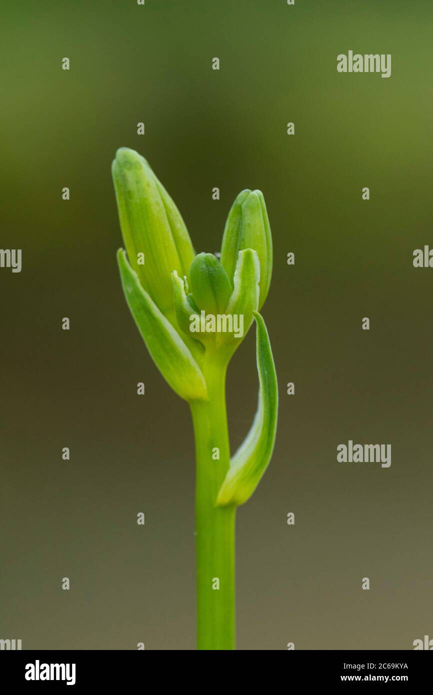 Tageslilie, Tawny Taglilie, gelbe Taglilie, orange Taglilie (Hemerocallis fulva), Knospen, Niederlande Stockfoto