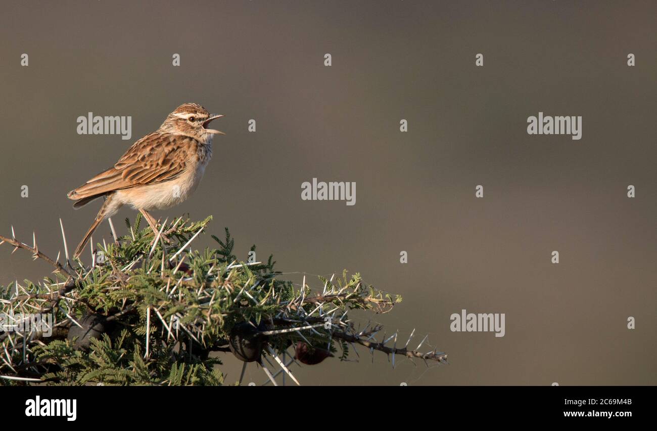 Foxy Lark (Calendulauda alopex), singt von der Spitze des Dornbusches, Äthiopien, Oromia Stockfoto