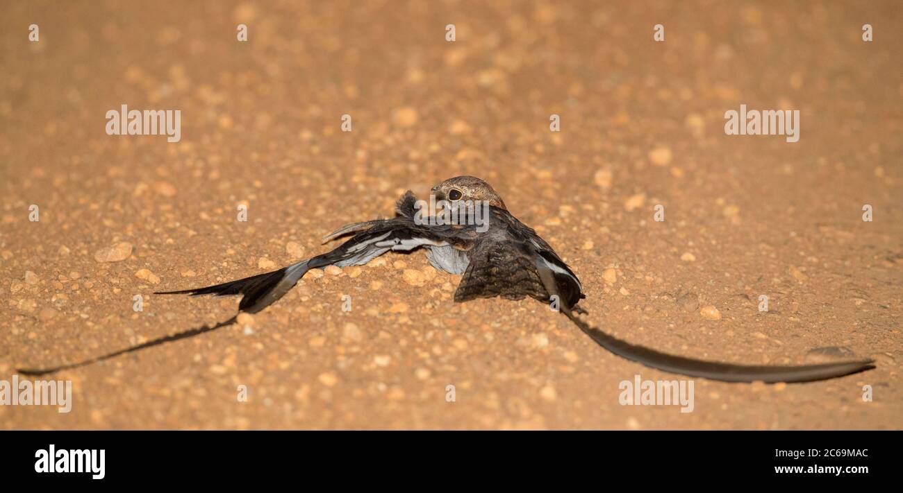 Pennant-geflügelte Nachtjar (Caprimulgus vexillarius), die sich am Straßenrand, Uganda, Murchison Falls National Park, befindet Stockfoto