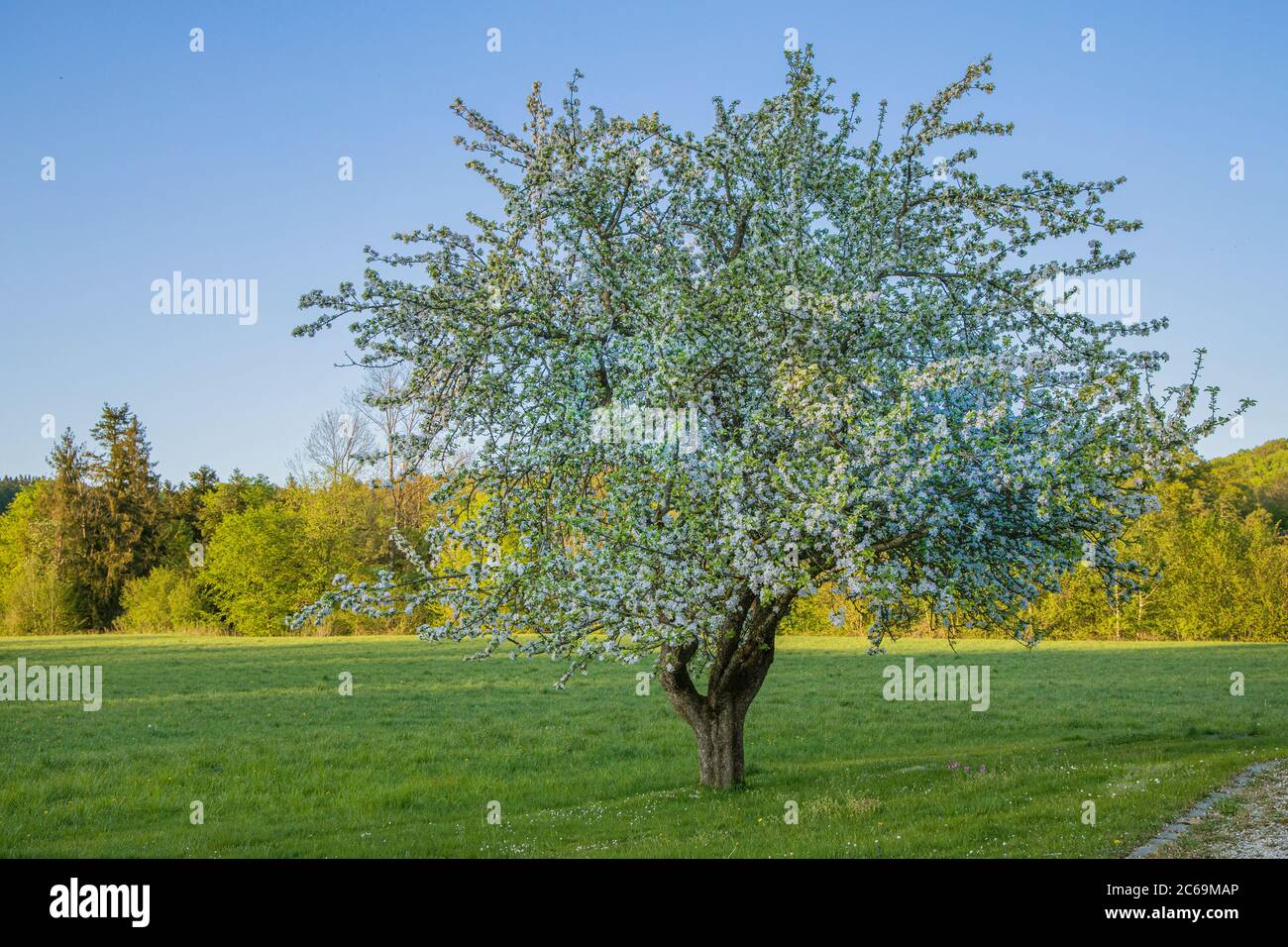 apfelbaum (Malus domestica), blühend halbwerg, Deutschland, Bayern Stockfoto