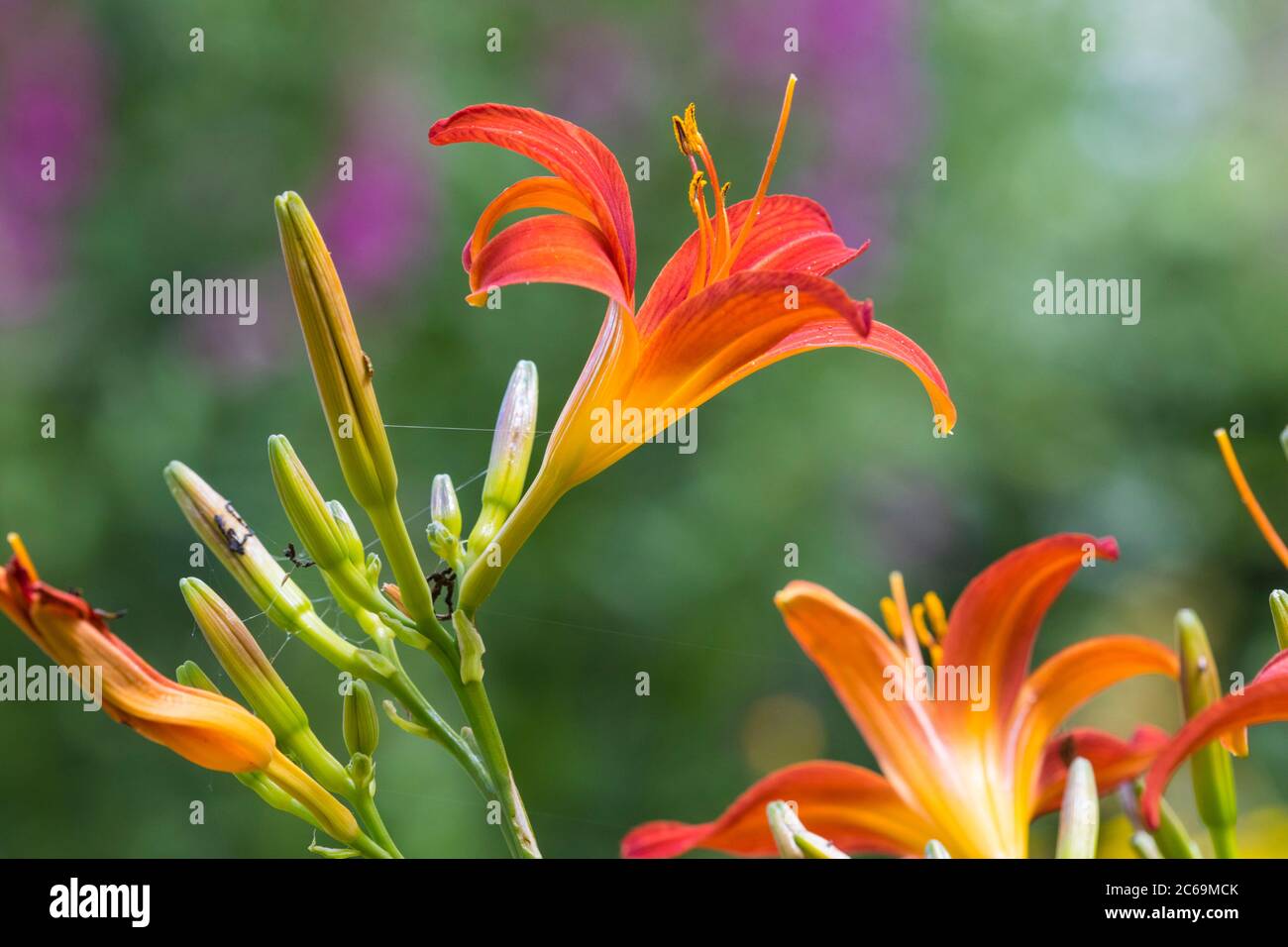 Tageslilie, Tawny Taglilie, gelbe Taglilie, orange Taglilie (Hemerocallis fulva), blühend, Niederlande Stockfoto