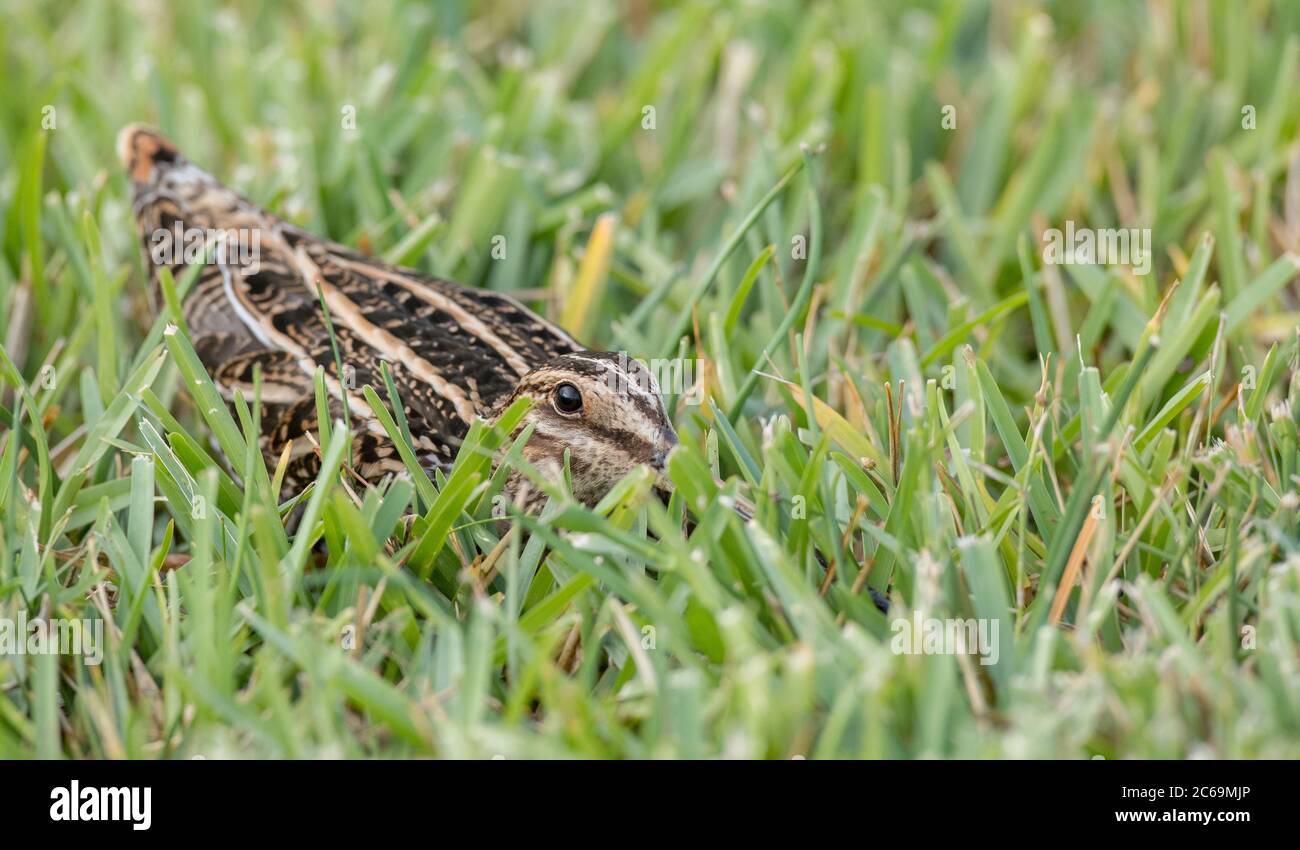 Wilsons Schnepfe (Gallinago delicata), versteckt im Spätherbst in kurzem Gras am Rande eines Sumpfes in der Nähe von Cameron, USA, Texas Stockfoto