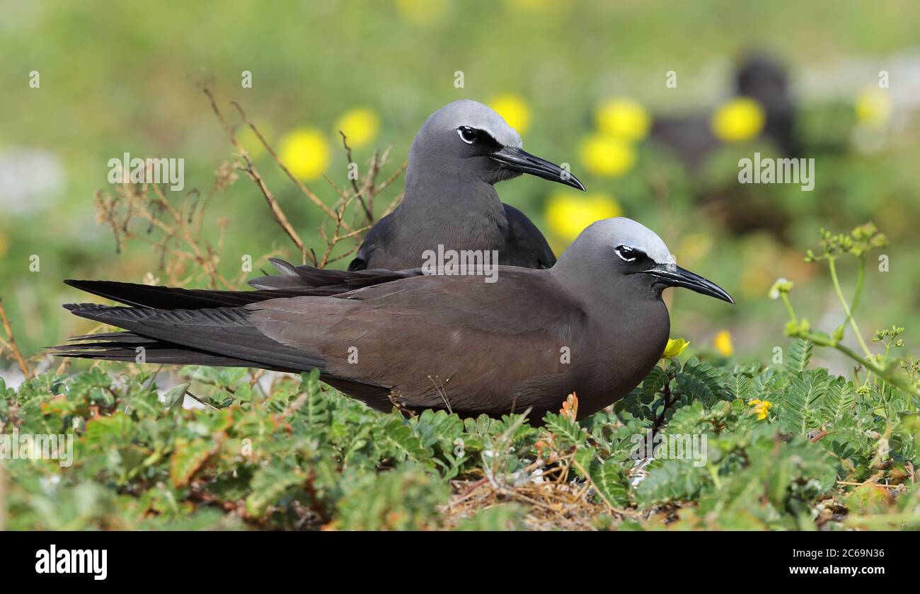 Brown Noddy (Anous stolidus) auf Lady Elliot Island in Australien. Stockfoto