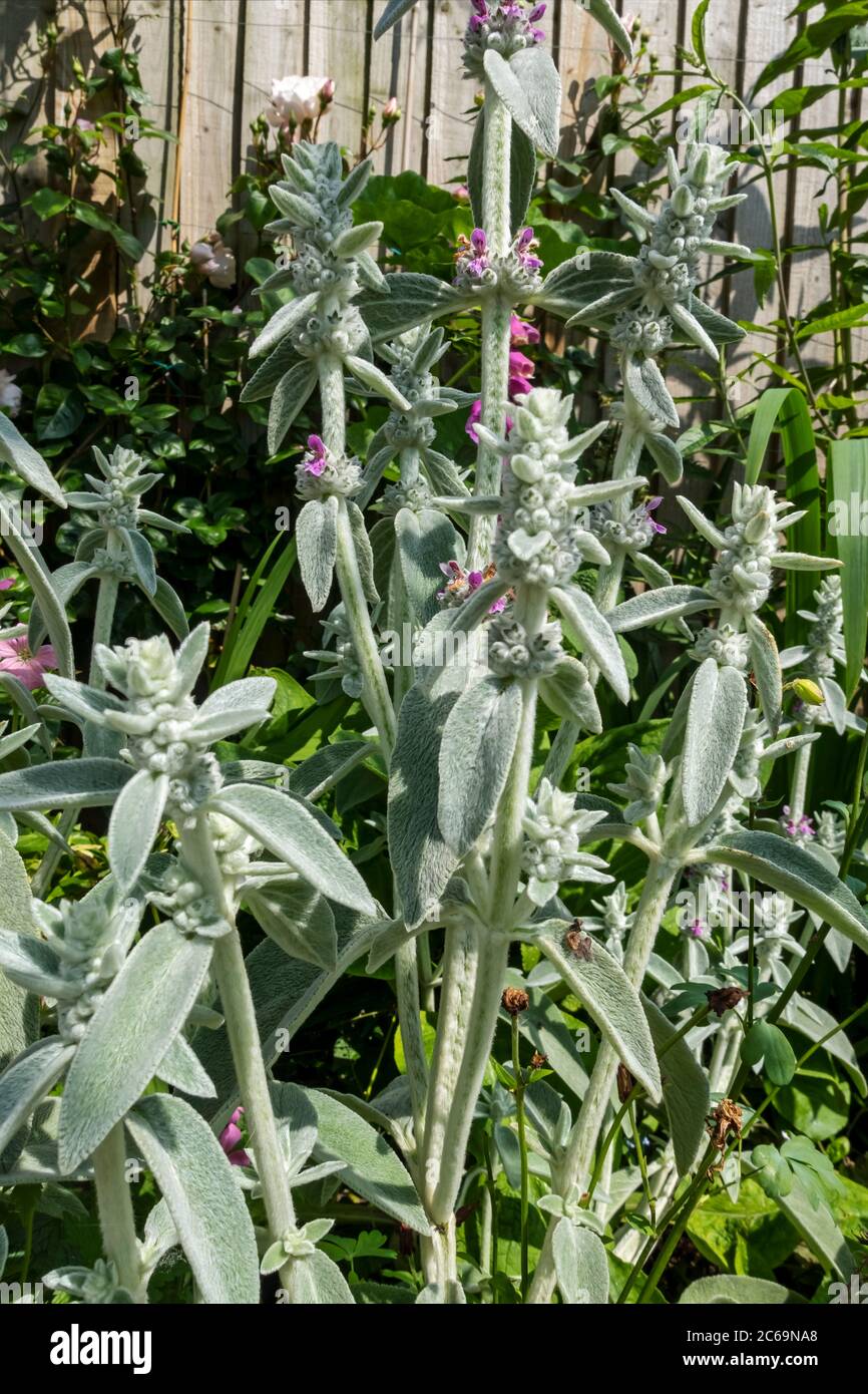 Nahaufnahme von Lämmern Ohr 'Silver Carpet' Blumen (Stachys byzantina) im Garten im Sommer England UK Vereinigtes Königreich GB Großbritannien Stockfoto