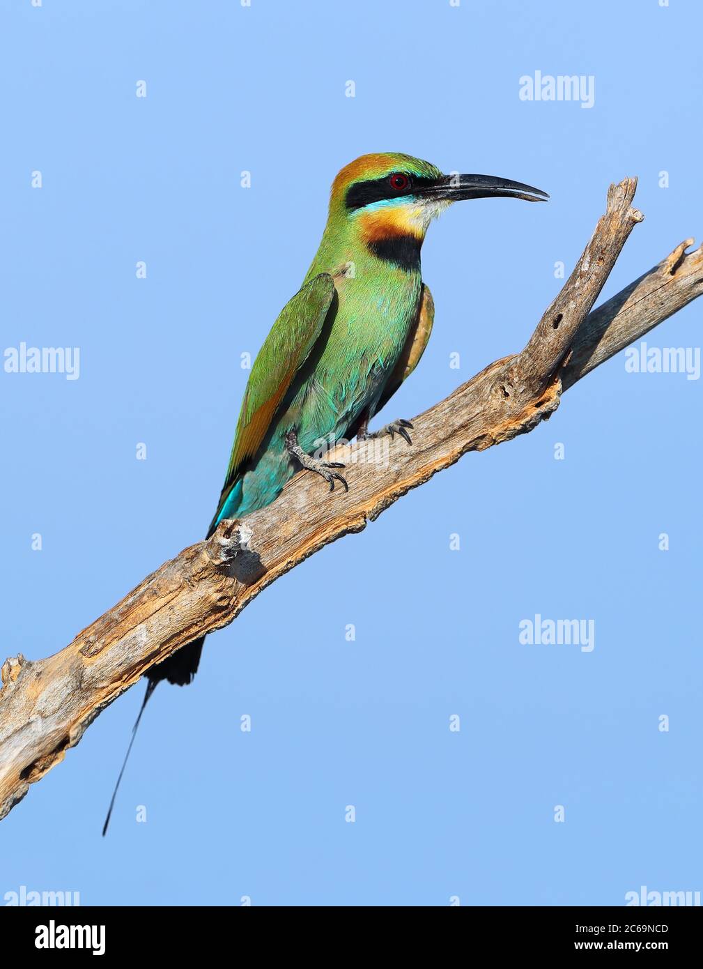 Rainbow Bee-Eater (Merops ornatus) in Cumberland in Queensland, Australien. Stockfoto
