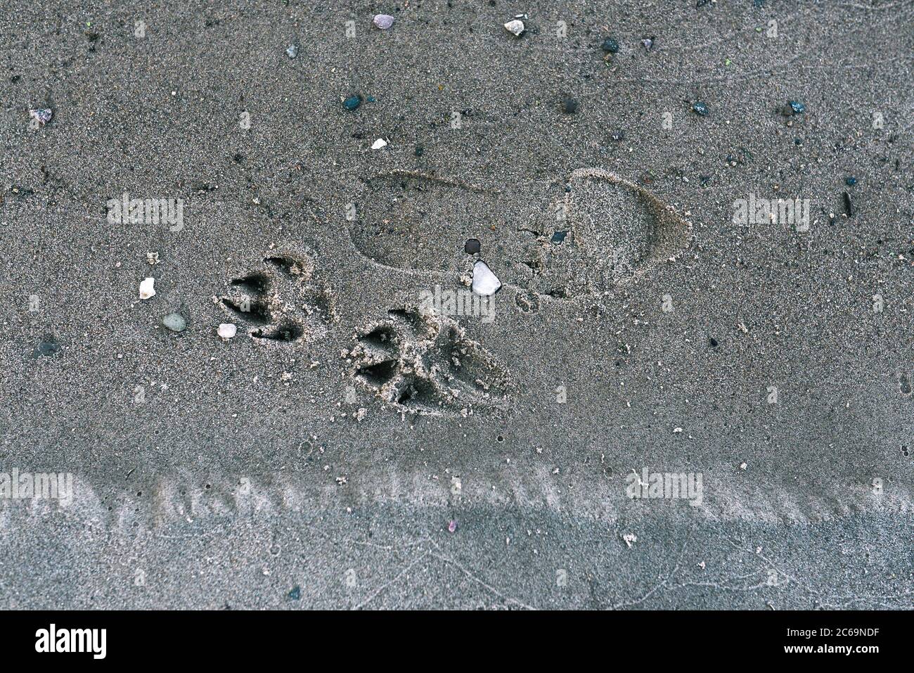 Die Spur eines Mannes und eines Tieres am Strand. Ein Hundepfote-Print auf dem Sand und die Füße eines Mannes. Die Textur von Sand und Fußabdrücke an der Küste Stockfoto