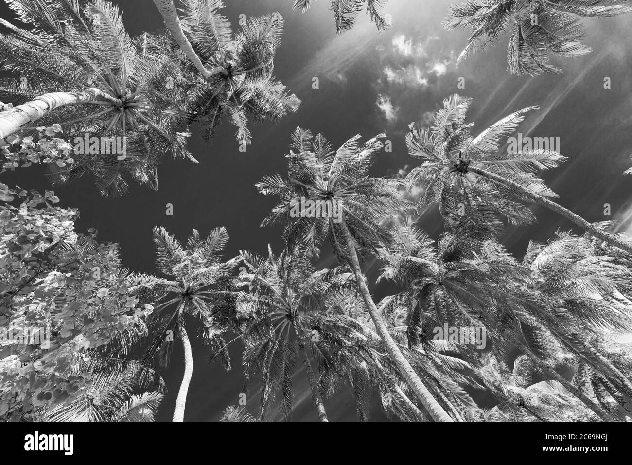 Kokospalmen gegen Himmel. Kokosnussbaum Ansicht in schwarz und weiß mit Vintage-Effekt Stockfoto