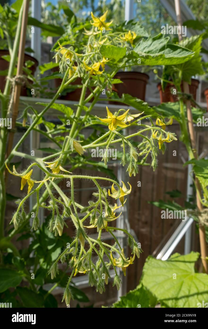 Tomatenpflanze hautnah Fotos und Bildmaterial in hoher Auflösung Alamy