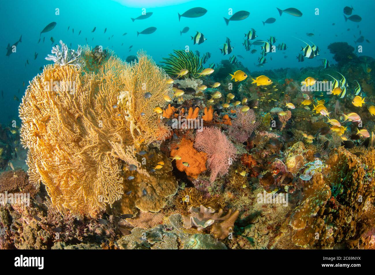 Ein Gorgonien-Korallenfan und zahlreiche scholorene Rifffische füllen diese philippinische Riffszene. Stockfoto