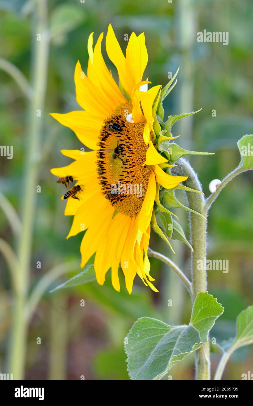 Nahaufnahme Sonnenblume (Helianthus annuus) und Honigbienen Fütterung Stockfoto
