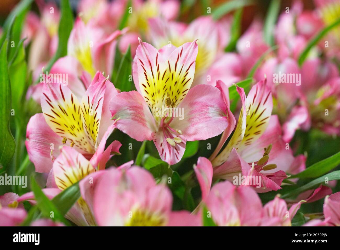 Alstroemeria 'Allana Cerise' blüht. Stockfoto