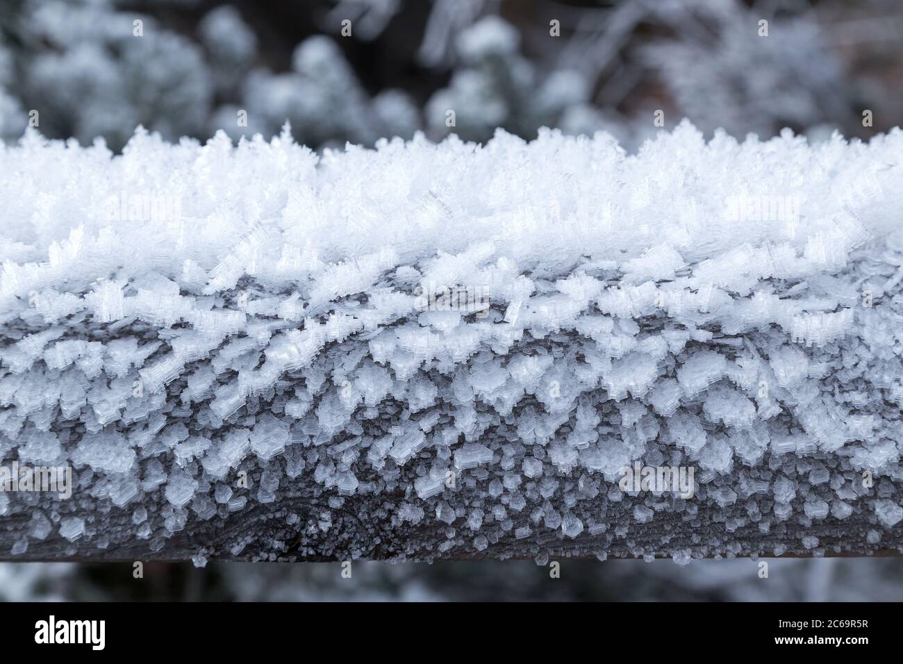 Schneeflocke auf einem Baum gefroren trunck unter extremen Temperaturen Stockfoto