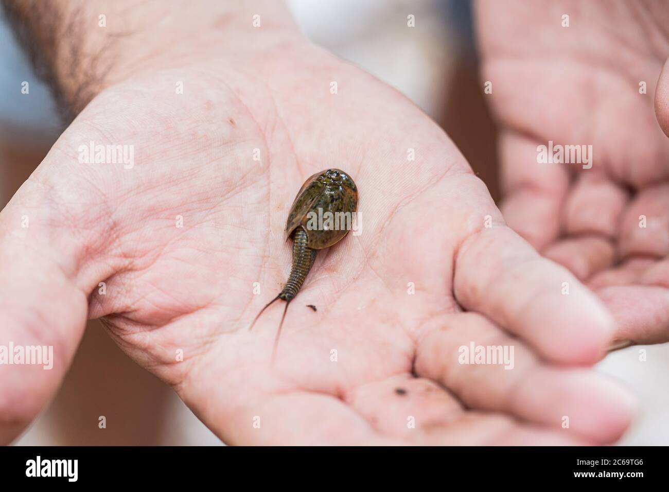 Prähistorische lebende fossile Triops cancriformis, die auf einer weißen Hand ruhen Stockfoto