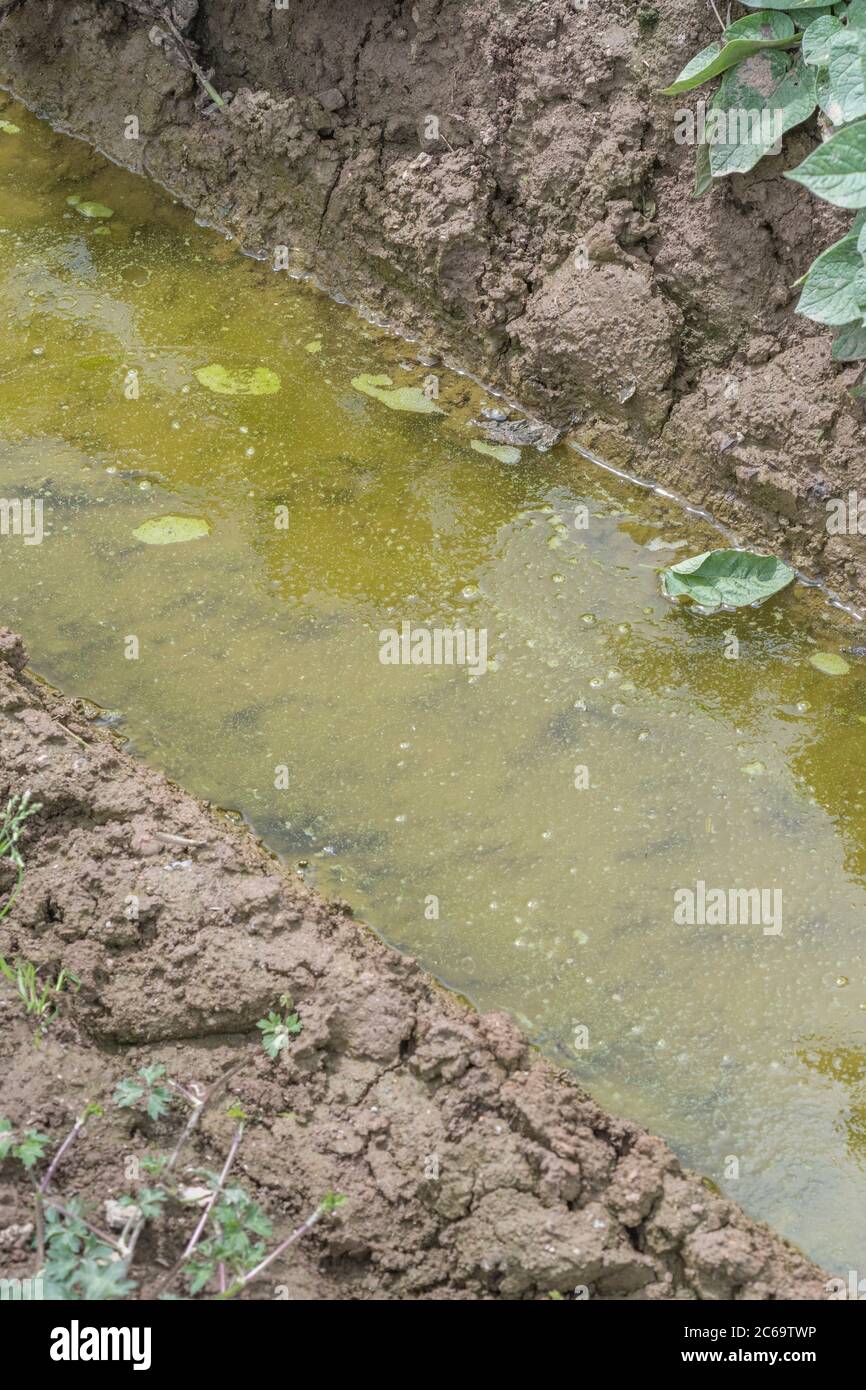 Kartoffelernte / Kartoffeln wachsen in wasserbewässetem Feld und Boden. Bei schlechtem Wetter, widrigen Bedingungen, starken Regenfällen, wasserdichten Furchen, Kartoffelanbau. Stockfoto