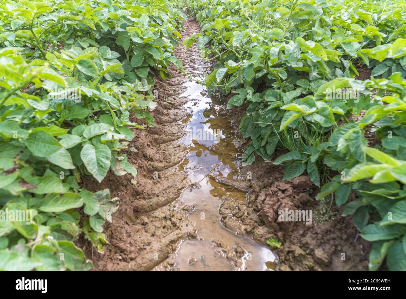 Kartoffelernte / Kartoffeln wachsen in wasserbewässerten Feld und Boden. Für schlechtes Wetter, widrige Bedingungen, starke Regenfälle, wasserdurchfludete Furchen. Stockfoto