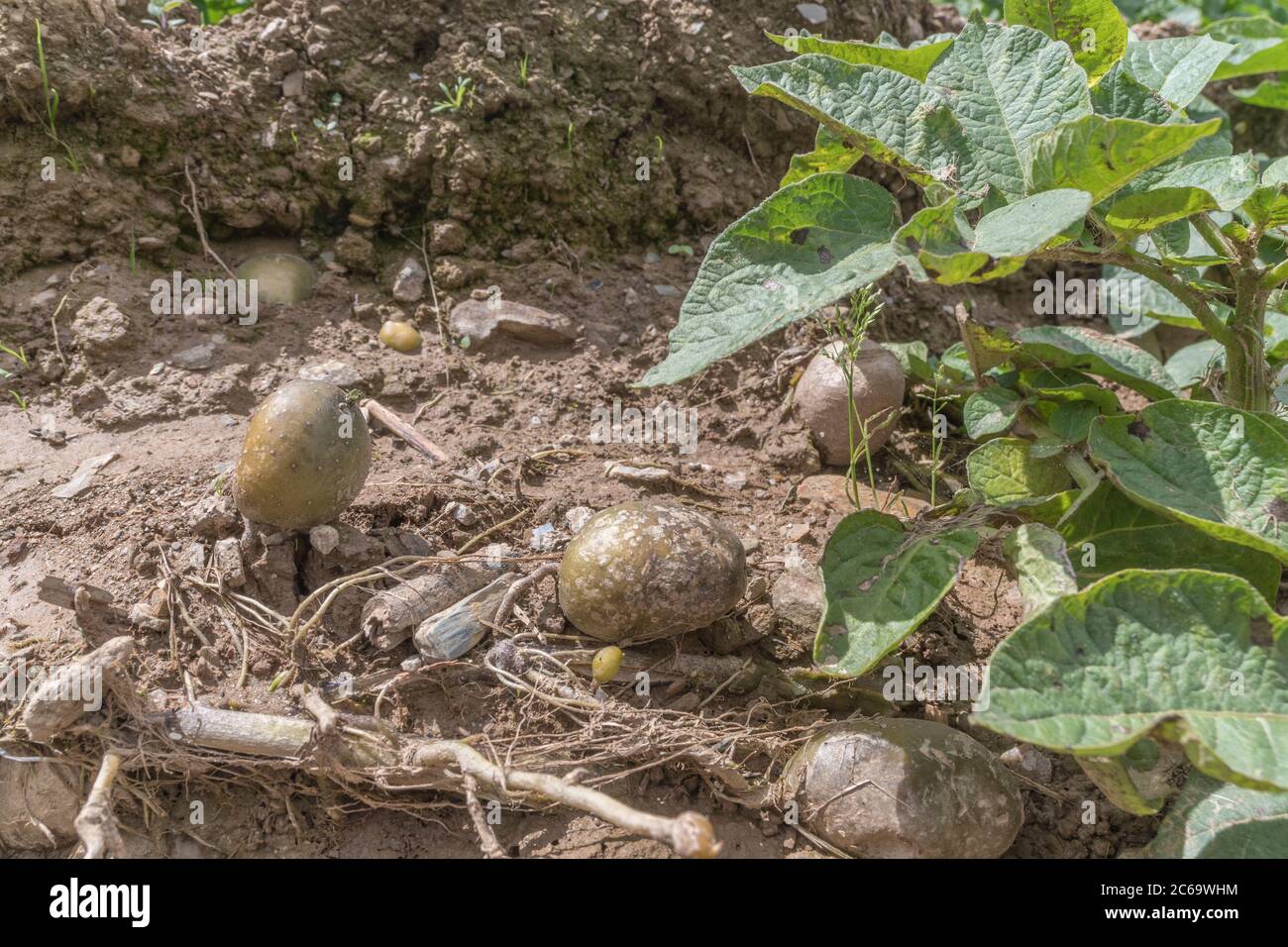 Weitwinkel der Kartoffelknollen nach Auswaschen der Ernte und Bodenerosion in Cornwall Kartoffelernte ausgesetzt. Für schlechtes Wetter, widrige Bedingungen, starke Regenfälle. Stockfoto