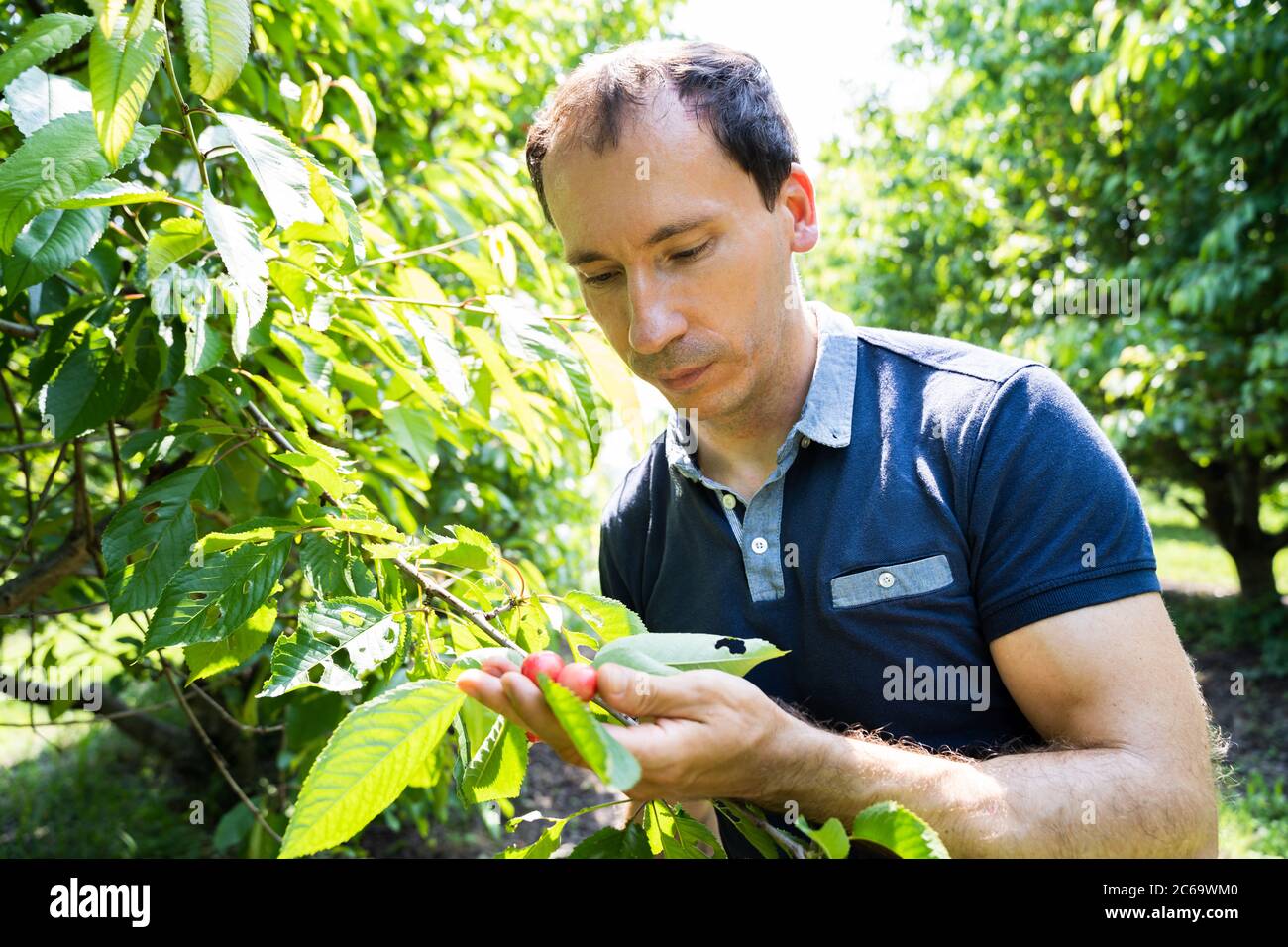 Bauer Mann Pflücken Gesunde Bio-Lebensmittel Im Garten Stockfoto