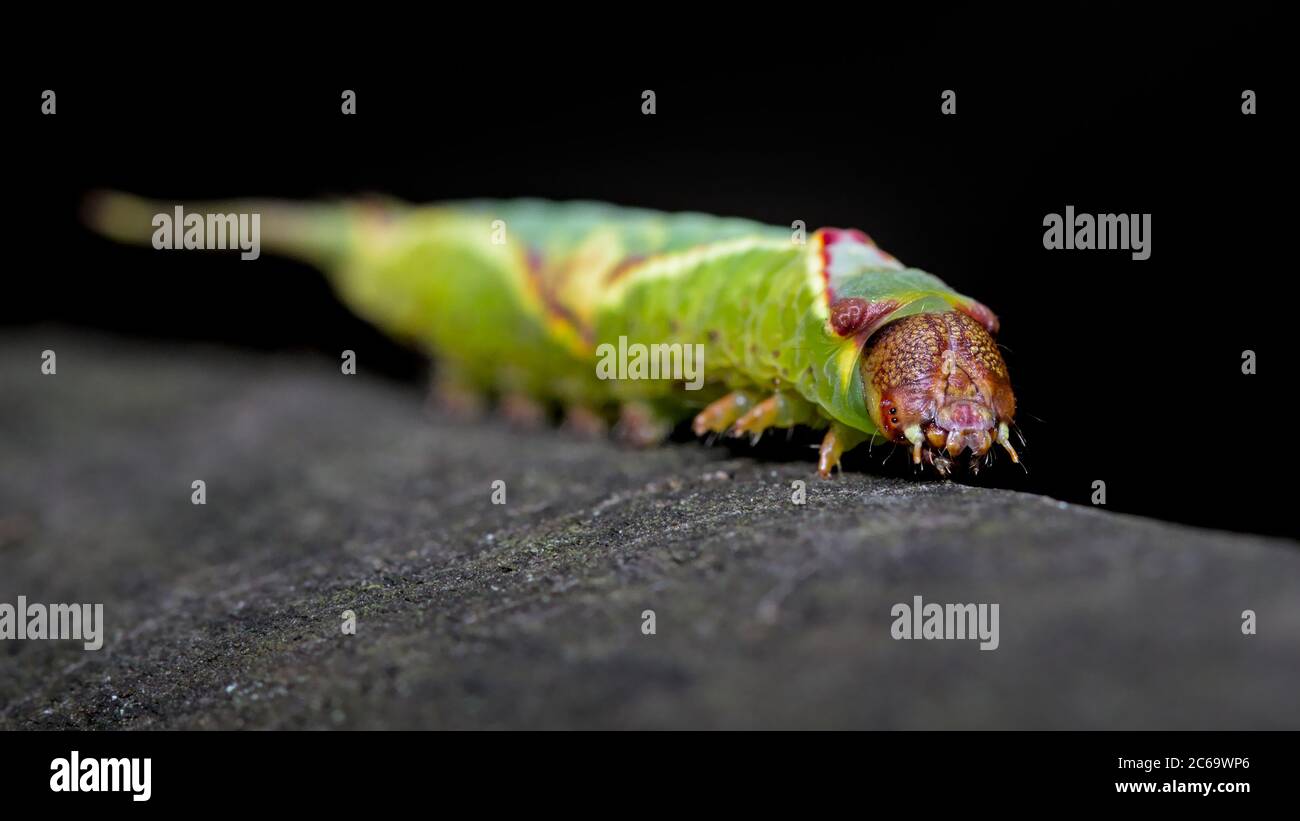 Caterpillar, Larve einer Kater Moth, Cerura Vinula, kriechend auf EINEM Log isoliert gegen EINEN schwarzen Hintergrund. Aufgenommen in Blashford Lakes UK Stockfoto Caterpillar, Larve einer Kater Moth, Cerura Vinula, kriechend auf EINEM Log isoliert gegen EINEN schwarzen Hintergrund. Aufgenommen in Blashford Lakes UK Stockfoto