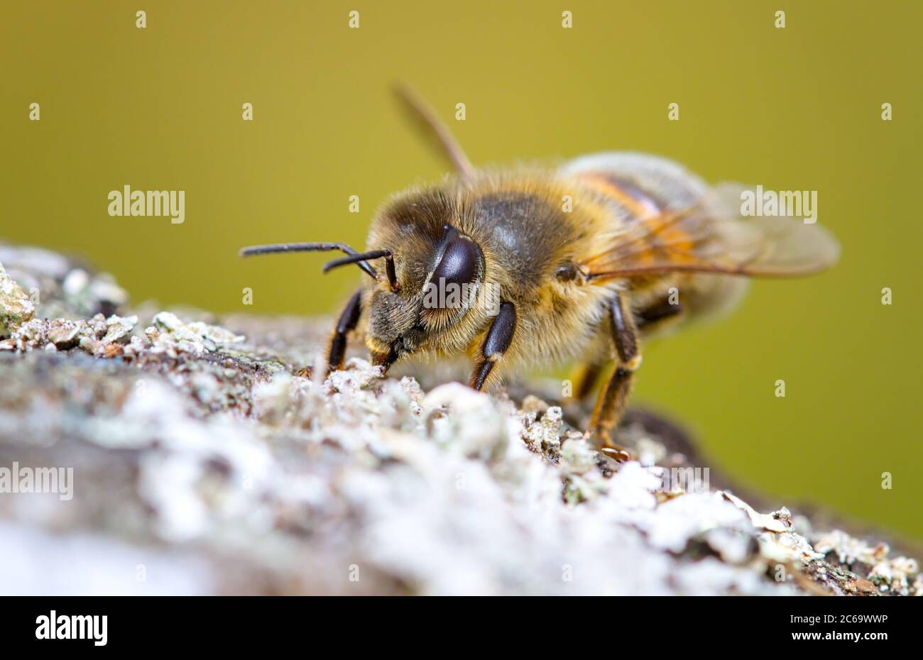 Makro EINER Honigbiene, APIs mellifera, Fütterung auf Lichen. Aufgenommen in Blashford Lakes UK Stockfoto