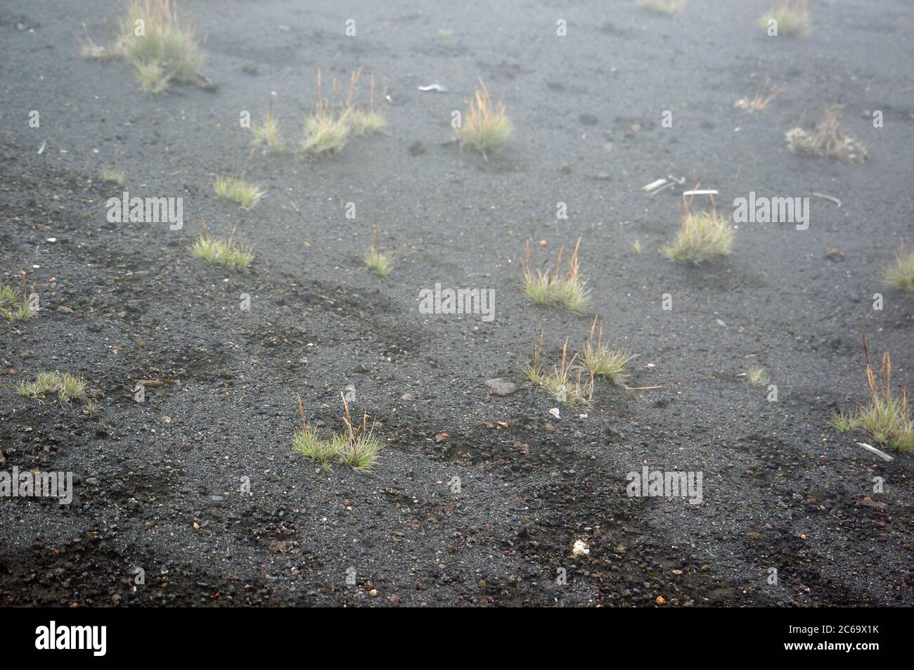 Kleine Pflanzen auf vulkanischem Wasteland Stockfoto