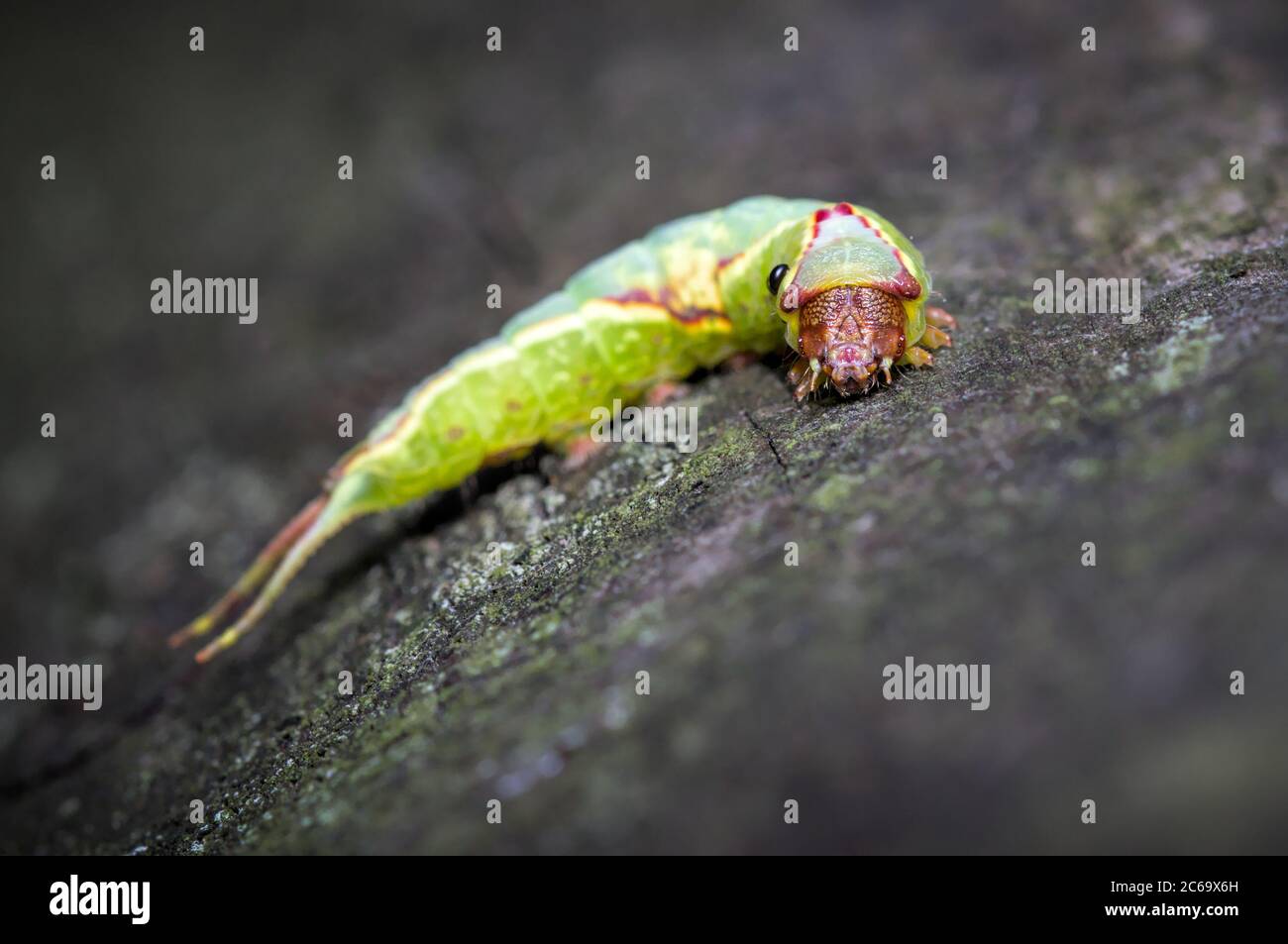Caterpillar, Larve einer Kater-Motte, Cerura Vinula, kriechend auf EINEM Holzscheit isoliert gegen EINEN schwarzen Hintergrund Parasitenbehang auf dem Thorax. Aufgenommen in Blash Stockfoto